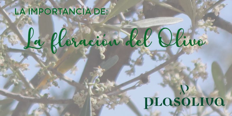 LA FLORACION DEL OLIVO 2 800x400 1 Actualidad