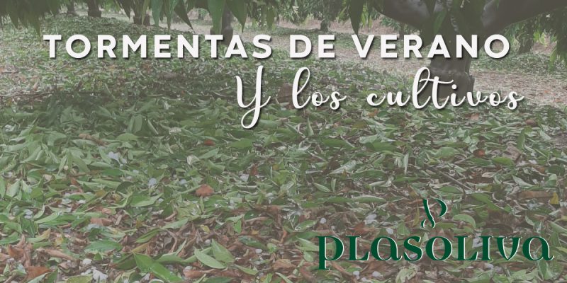 tormentas de verano 800x400 1 Actualidad