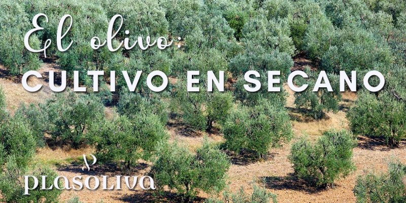 CULTIVO EN SECANO 1 800x400 1 Actualidad
