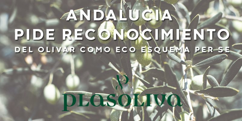ECO ESQUEMA 800x400 1 Actualidad