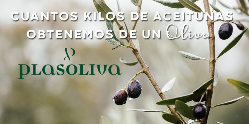 KILOS DE ACEITUNAS 800x400 1 Actualidad