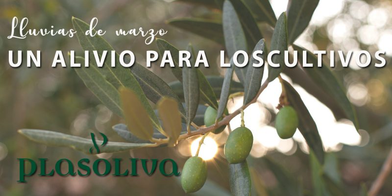 lluvias 800x400 1 Actualidad