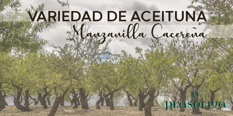 manzanilla 1 800x400 1 Actualidad