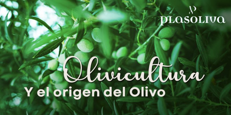 olivicultura 800x400 1 Actualidad